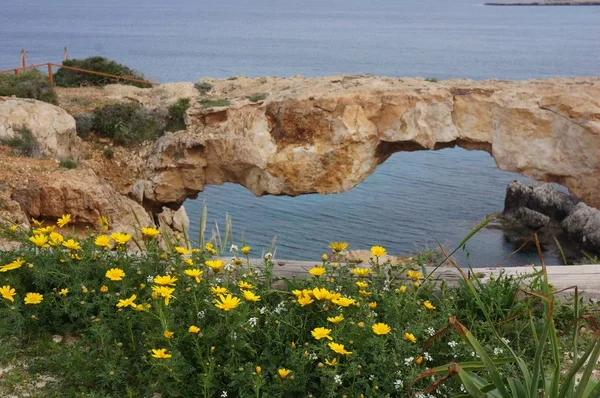 Beautiful shot of the flowers and a natural arch in the rock with the ocean in the background — Stock Photo, Image