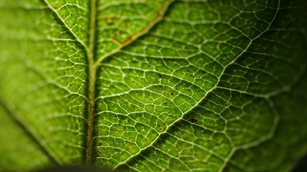 Макросхема Зеленого Текстурованого Листа — стокове фото