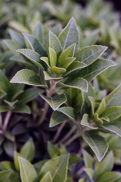 Closeup de uma planta de chá em um campo sob a luz solar com um fundo embaçado — Fotografia de Stock