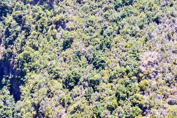 Luftaufnahme von Bäumen im Waldberg bei Tag — Stockfoto