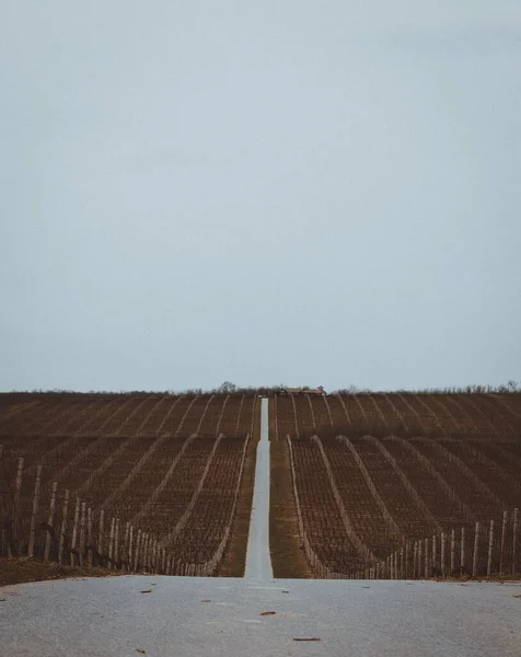 Tiro vertical de uma estrada nos campos de vinhas em um dia sombrio — Fotografia de Stock