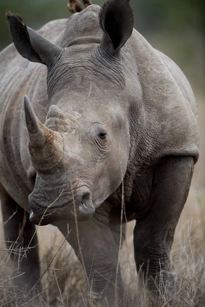Closeup Shot African Rhinoceros Blurred Background — Stock Photo, Image