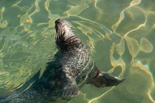 Een Californische Zeeleeuw Zwemmen Het Water Onder Het Zonlicht Portugalete — Stockfoto