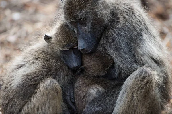Прекрасный снимок молодого бабуина, обнимающего свою мать — стоковое фото