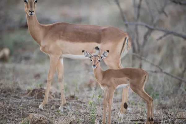 Beau Cliché Une Antilope Bébé Mère Avec Fond Flou — Photo