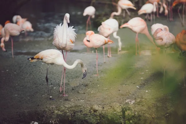 Grupp Rosafärgade Vita Flamingos Som Söker Föda — Stockfoto