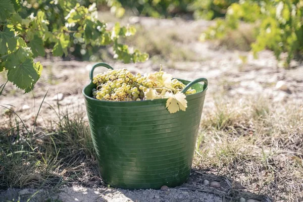 Şarap Yapmak Için Taze Üzümlerle Dolu Yeşil Bir Sepet — Stok fotoğraf