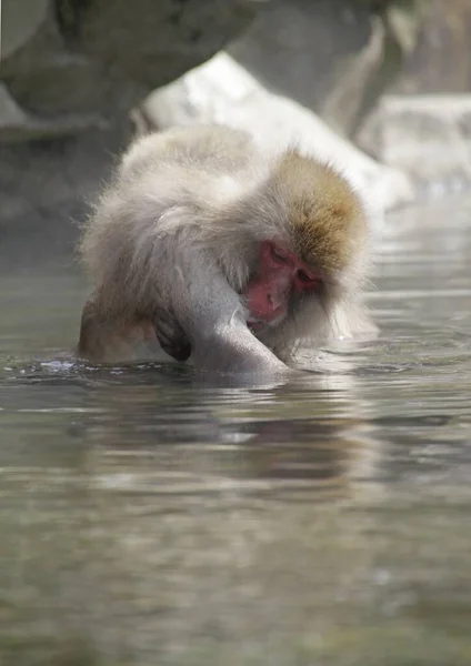Eine Vertikale Aufnahme Eines Affen Der Hinter Einem Stein Wasser — Stockfoto