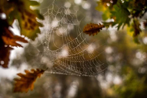 Arkaplanı Bulanık Bir Örümcek Ağının Yakın Plan Görüntüsü — Stok fotoğraf