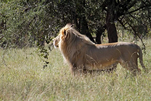 Широкоугольный Снимок Самца Льва Стоящего Рядом Деревом — стоковое фото