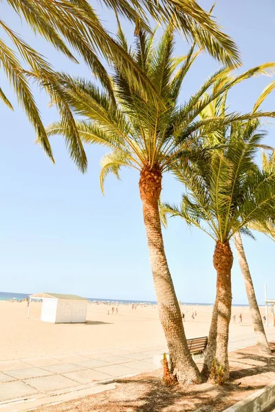 Vertical shot of palm trees in the beach of canary islands in spain — Stock Photo, Image