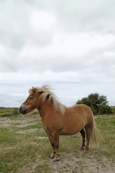 Vertical Shot Pony Cloudy Sky — Stock Photo, Image