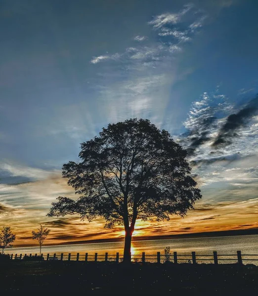 Единственное дерево на берегу во время захватывающего дух восхода солнца — стоковое фото