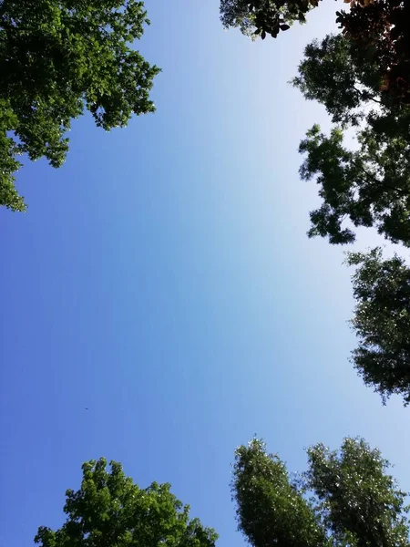 Plano Enmarcado Cielo Azul Claro Rodeado Ramas Árboles —  Fotos de Stock