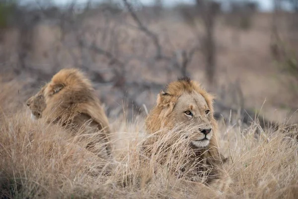 Leões machos descansando no arbusto com um fundo embaçado — Fotografia de Stock