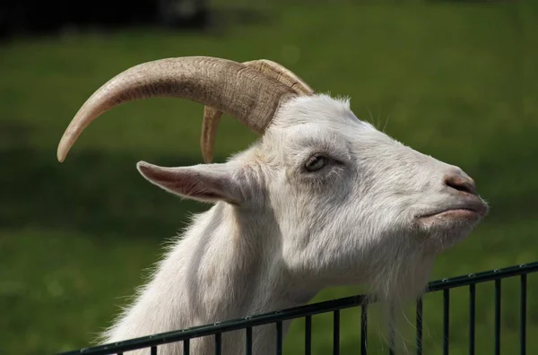 Een Close Shot Van Een Gekke Geit Met Een Wazige — Stockfoto