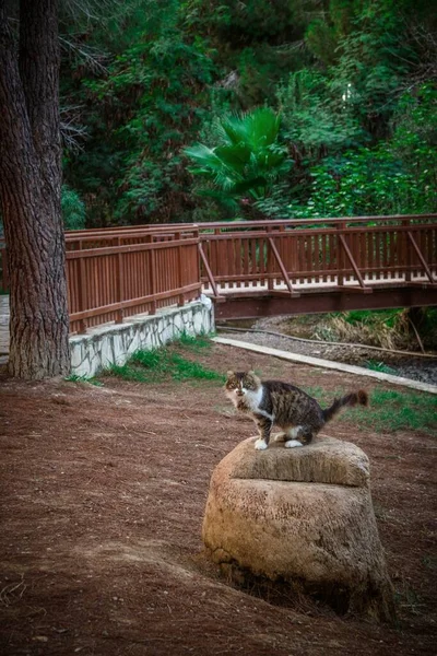 Weitwinkelaufnahme einer Katze, die auf einem Stein hinter einem Park steht — Stockfoto