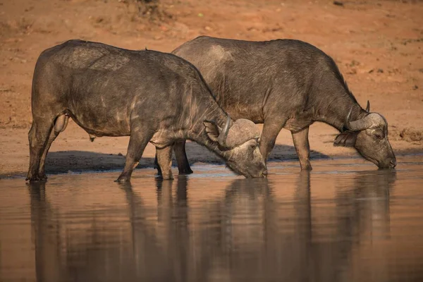 Beautiful shot of african buffaloes drinking water from the lake — Φωτογραφία Αρχείου