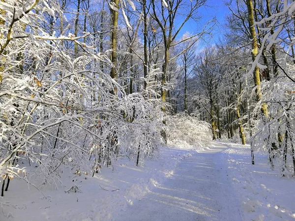 Sentier Dans Une Forêt Entourée Arbres Couverts Neige Sous Lumière — Photo