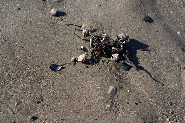 Tiro Alto Ângulo Algas Conchas Praia Areia — Fotografia de Stock