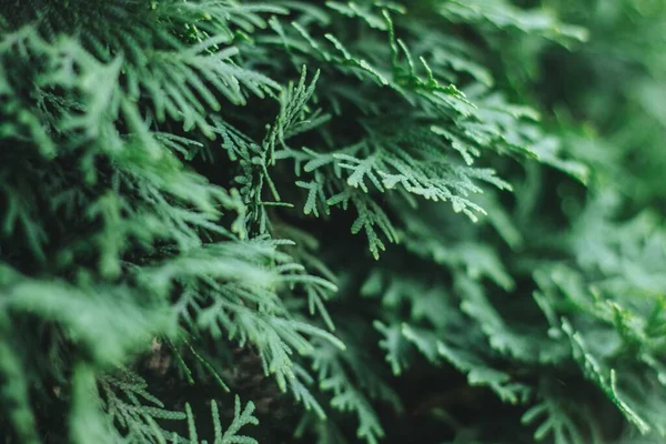 낮에 전나무의 녹색 잎의 낮은 각도 촬영 — 스톡 사진