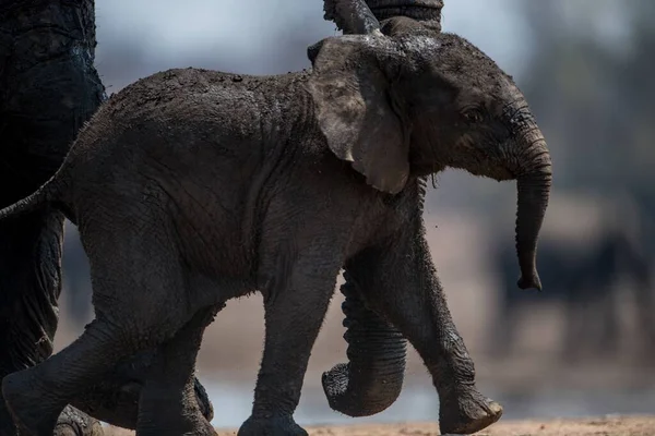 Zbliżenie Zdjęcia Słonia Chodzącego Matką Słonia — Zdjęcie stockowe