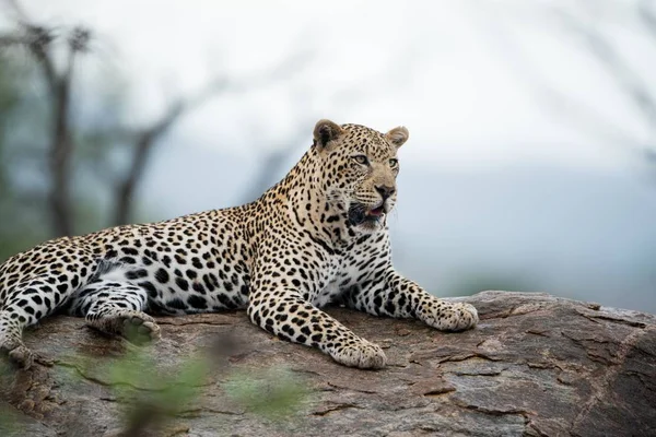 Una Hermosa Foto Leopardo Africano Descansando Sobre Roca Con Fondo —  Fotos de Stock