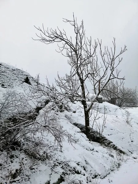 挪威拉尔维克森林覆盖着积雪的树木的垂直图片 — 图库照片