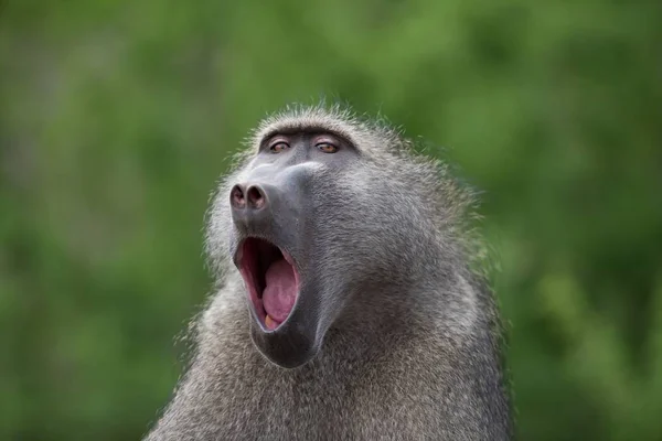 Tiro Perto Macaco Babuíno Bocejo Com Fundo Desfocado — Fotografia de Stock