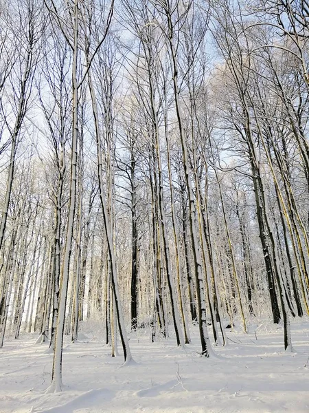 Függőleges kép egy erdőben körülvett fák borítja a hó alatt a napfény Norvégiában — Stock Fotó