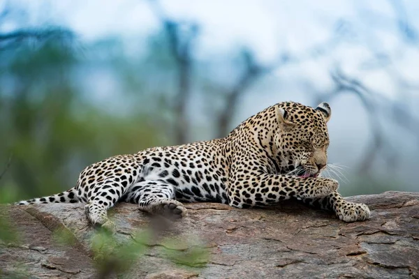 Una Hermosa Foto Leopardo Africano Descansando Sobre Roca Con Fondo — Foto de Stock