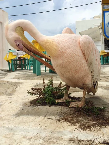 Vertical Closeup Shot Flamingo — Stock Photo, Image