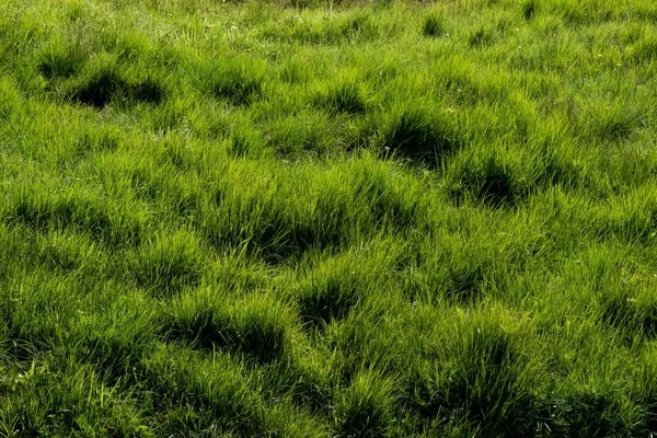 Свежая Зеленая Трава Хорошо Фона — стоковое фото