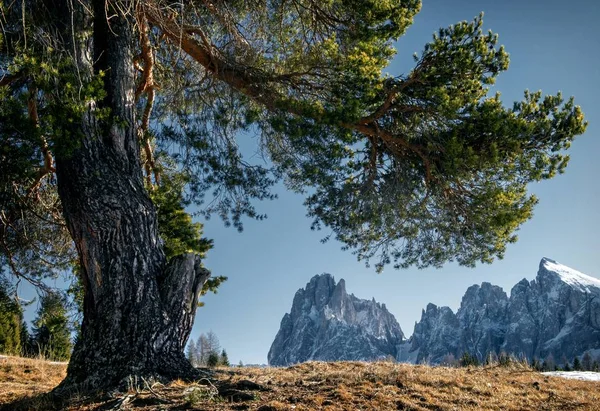 ภูมิทัศน์ที่สวยงามของหน้าผาหินสูงและต้นไม้ที่ปกคลุมด้วยหิมะใน Dolomites — ภาพถ่ายสต็อก
