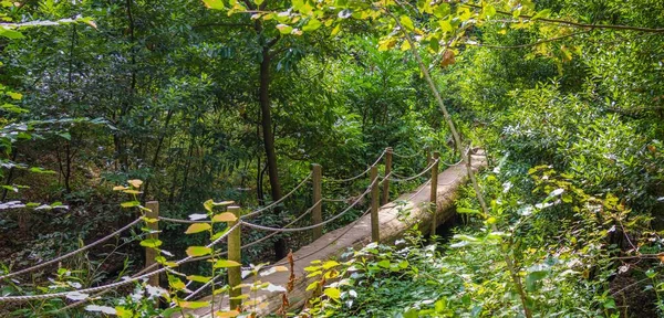 Високий кут пострілу дерев'яного мосту посеред лісу — стокове фото