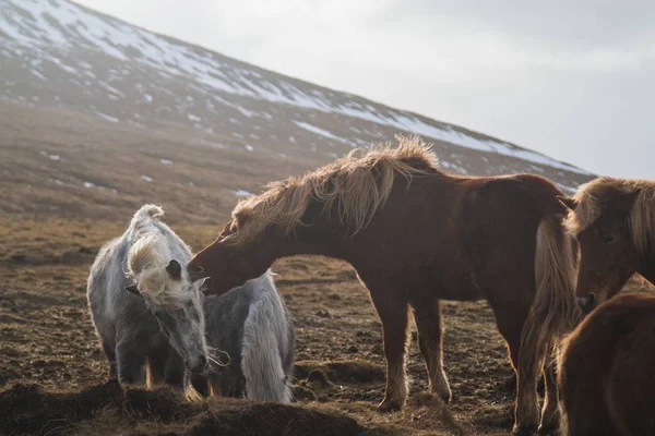 Två Islandshästar Leker Med Varandra Ett Fält Omgivet Hästar Island — Stockfoto