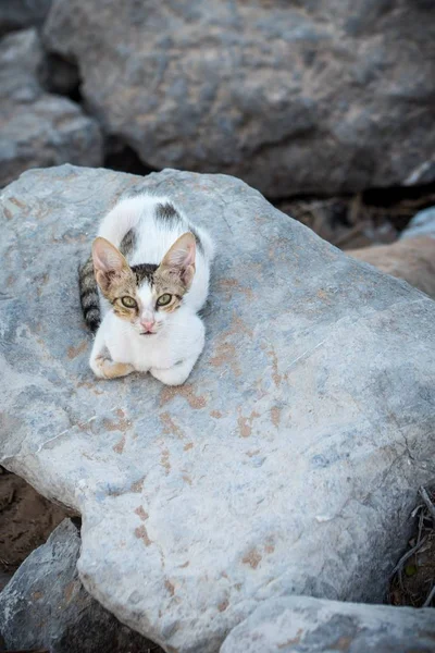 石の上に寝そべっているかわいい白い子猫の垂直ショット — ストック写真