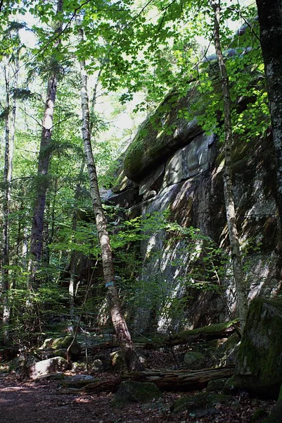 Vertical shot of a forest territory with mossy rocks and trees — Stock fotografie