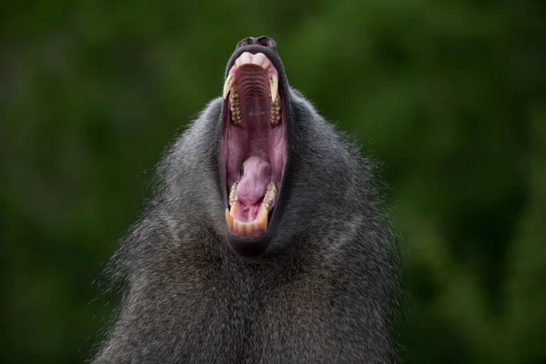 Closeup shot of a yawning baboon monkey with a blurred background — Stock Photo, Image