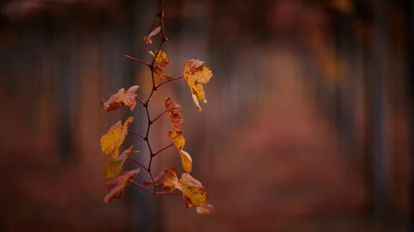 Closeup of leaves on a branch under the sunlight with a blurry background — Stock Photo, Image