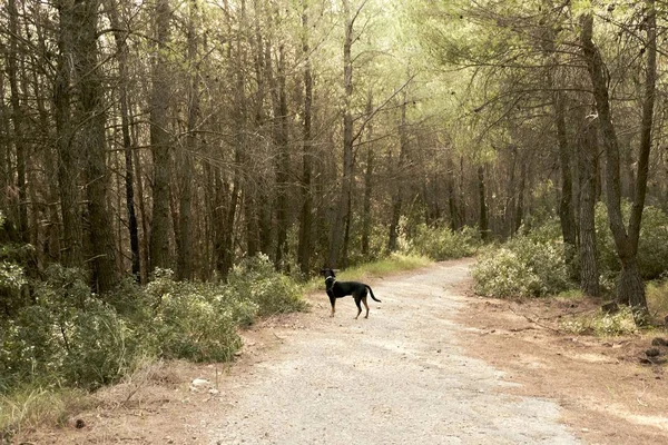 Långskott Grekisk Hund Berg Smuts Väg Aten Grekland — Stockfoto