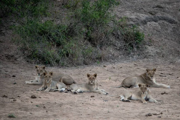 A beautiful shot of a group of lions resting on the ground