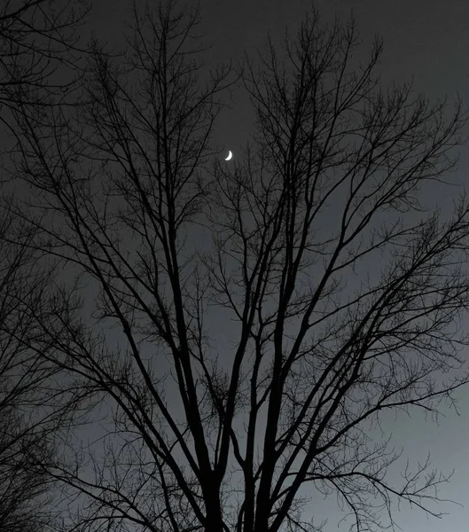 Vista Hipnotizante Dos Ramos Nus Uma Árvore Com Lua Céu — Fotografia de Stock