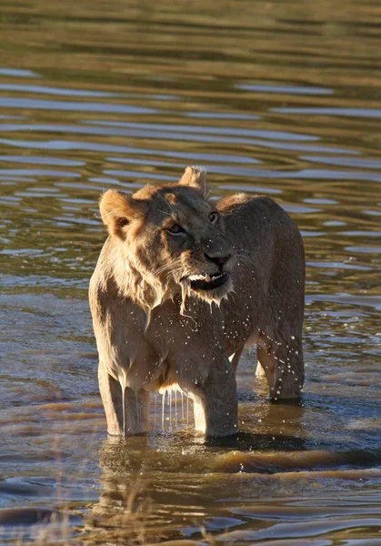 Tiro vertical de una leona parada en el agua completamente empapada —  Fotos de Stock