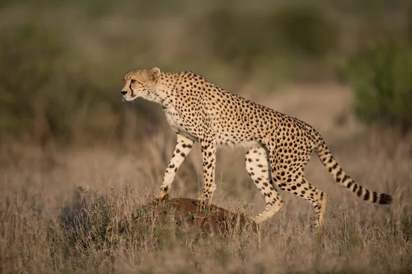 Bulanık Bir Geçmişi Olan Güzel Bir Çita Avlanıyor — Stok fotoğraf