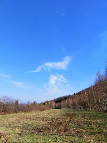 Vertikální Záběr Zeleného Údolí Lesa Během Slunečného Dne Polském Jelenia — Stock fotografie