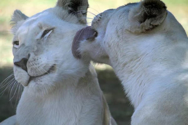 Gros plan de deux tigres se léchant et montrant de l'affection — Photo