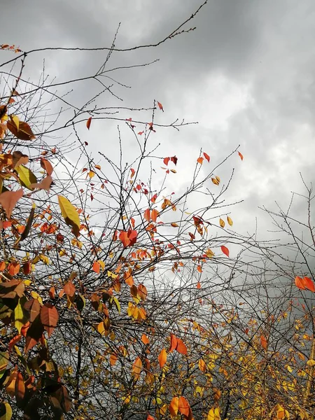 Image verticale de feuilles colorées sur des branches d'arbres sous un ciel nuageux épais pendant l'automne — Photo