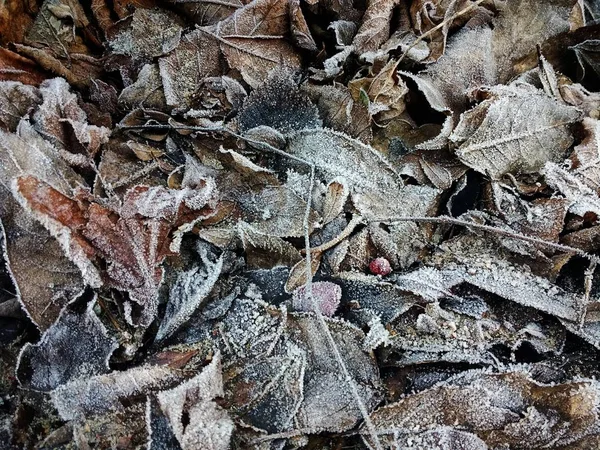 Detailní Záběr Zamrzlých Suchých Listů Zemi Během Zimy — Stock fotografie