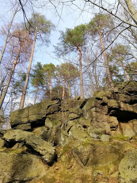 Pionowe Zdjęcie Drzewa Kamiennym Wzgórzu Jeleniej Grze Polska — Zdjęcie stockowe